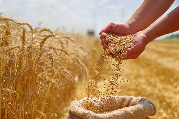 istockphoto-1557875324-612x612